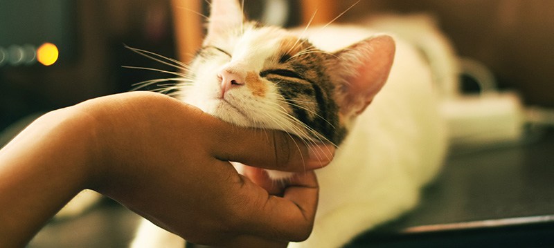 cat-800x359