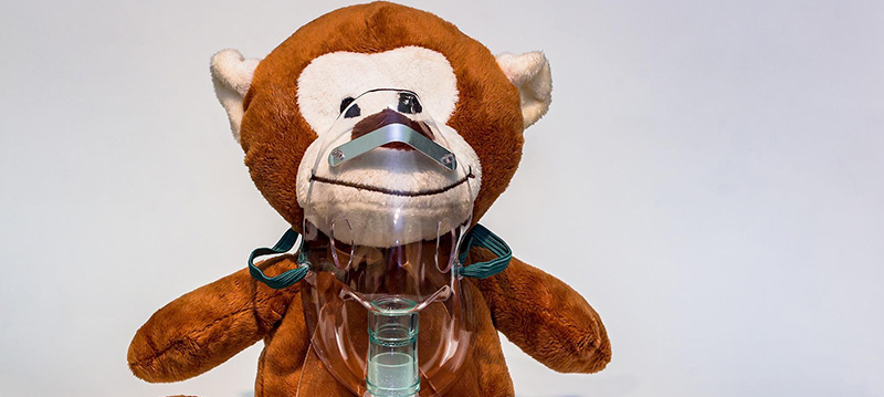 monkey-800x359